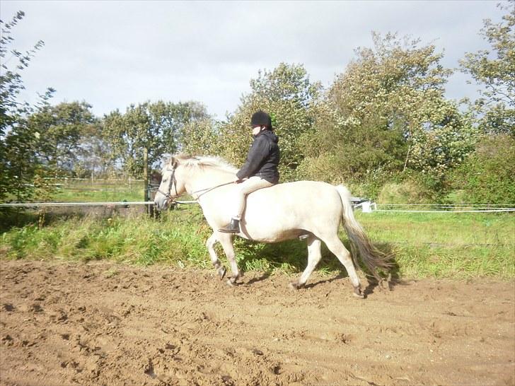 Fjordhest Gazall Tyler *Himmelhest d. 13/9 2011* - Afslapning uden sadel efter lidt "hård" ridning d 16 sept. billede 9