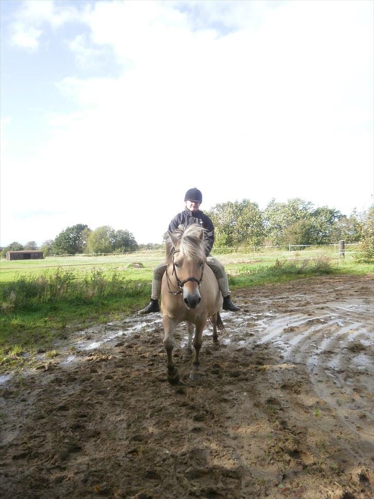 Fjordhest Gazall Tyler *Himmelhest d. 13/9 2011* billede 10