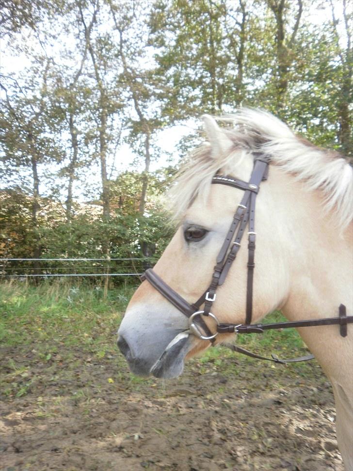 Fjordhest Gazall Tyler *Himmelhest d. 13/9 2011* billede 11