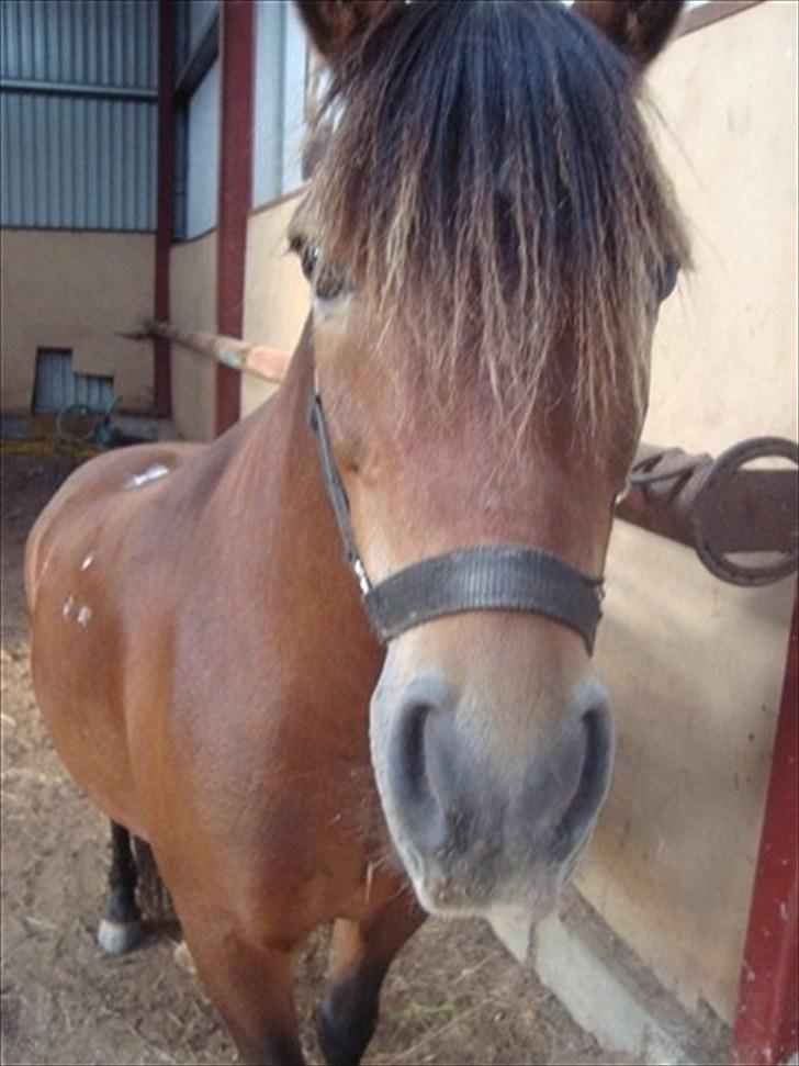 Anden særlig race Speeder. - Hej flotte (-; - Du en savnet dreng!
- Læg gerne en kommentar + bedømmelse! :-) billede 1