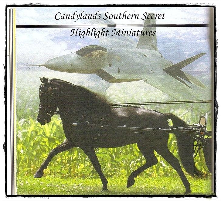 Amerikansk Miniature ***Candylands Southern Secret*** - ***Billede fra AMHA bladet, hvor "Jet" var annonceret*** billede 1