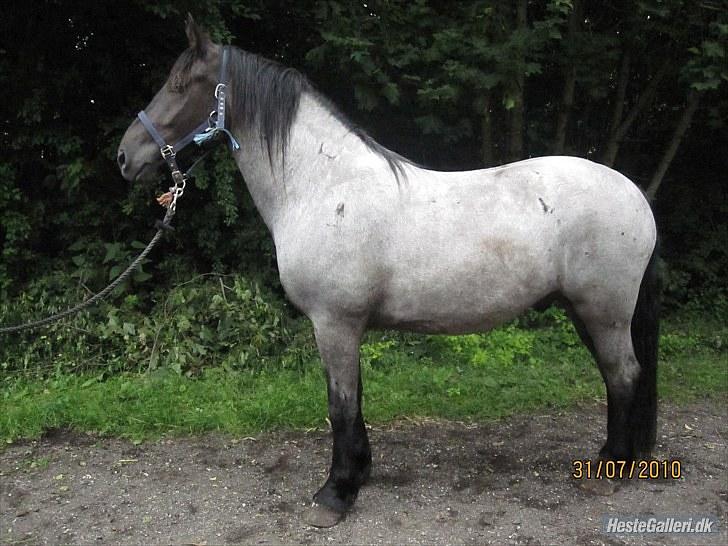 Anden særlig race Walodias Gunnar - Gunnar billede 1