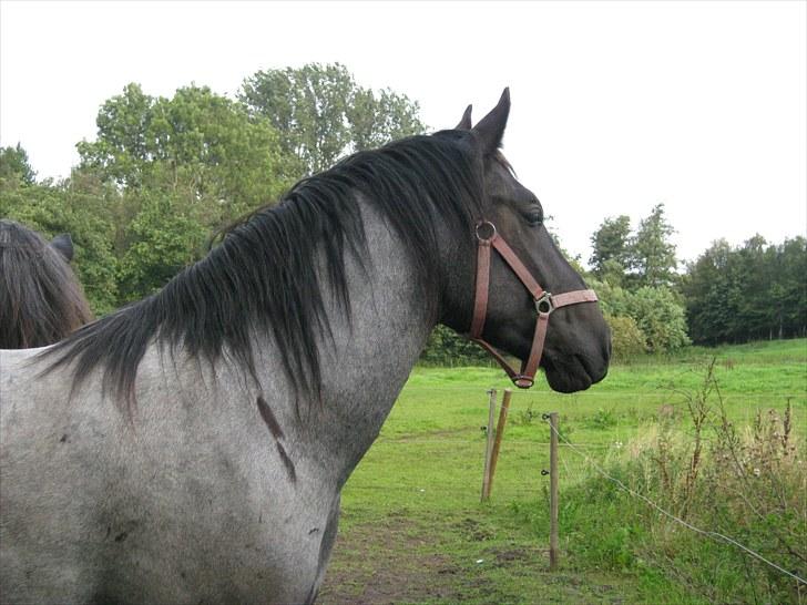 Anden særlig race Walodias Gunnar - Gunnar lige lukket på fold i sit nye hjem billede 2