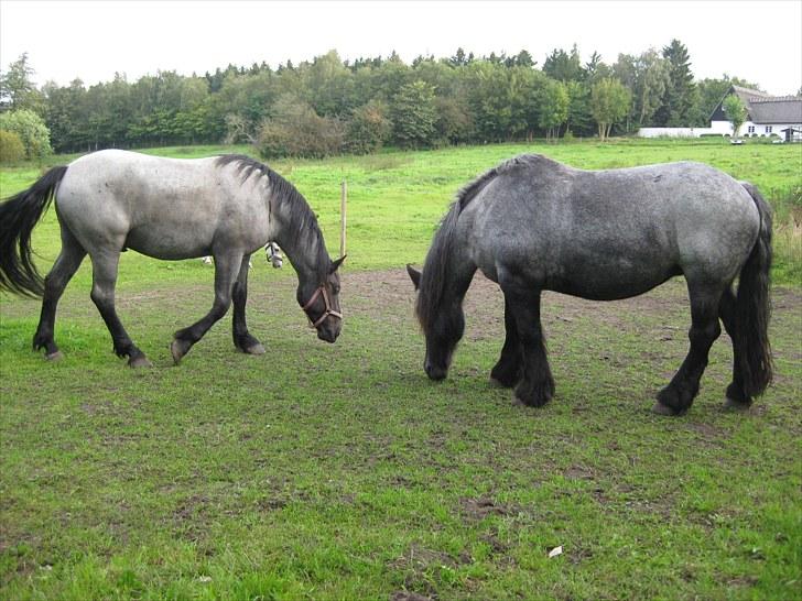 Anden særlig race Walodias Gunnar - Gunnar og Gunilla billede 3