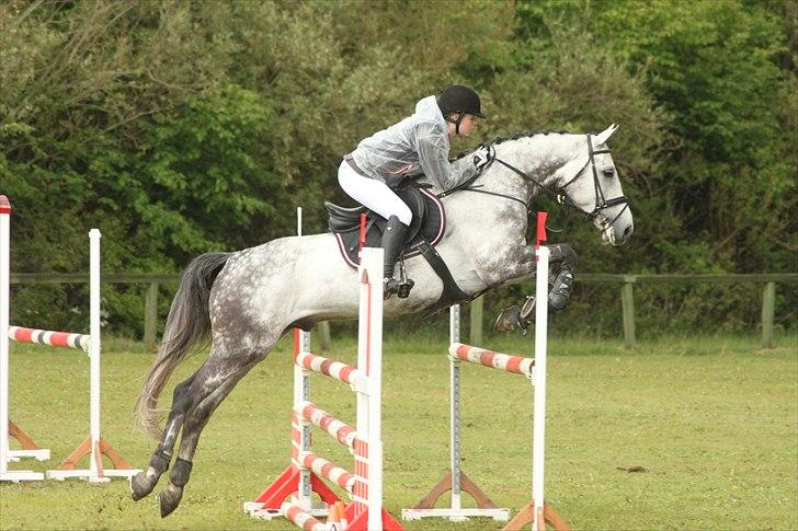 Dansk Varmblod Carneval Fever - LB** i Aalborg. Foto: Pernille Kirstine billede 3