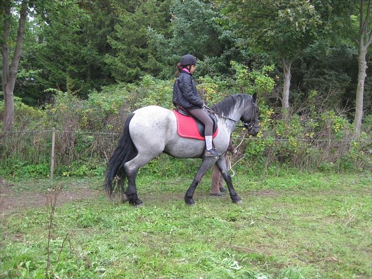 Anden særlig race Walodias Gunnar billede 5