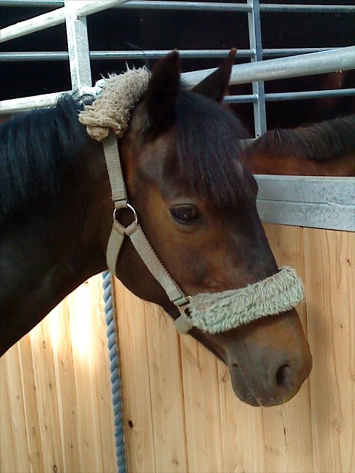 Anden særlig race Rose *REGIONSMESTER 2010* billede 2