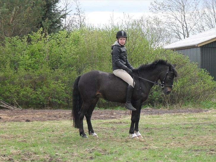 Anden særlig race Rose *REGIONSMESTER 2010* - Lidt dressur derhjemme. Inden vi fik fat i den rigtide saddel. billede 3