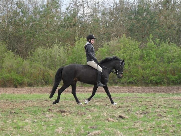 Anden særlig race Rose *REGIONSMESTER 2010* - Lidt dressur derhjemme. Inden vi fik fat i den rigtide saddel. billede 4