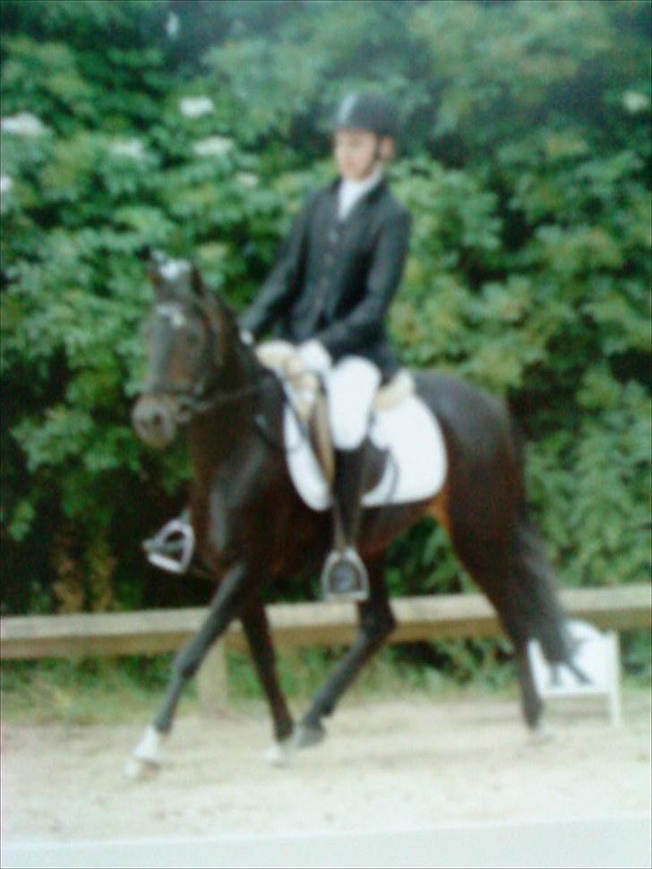 Anden særlig race Rose *REGIONSMESTER 2010* - Fra Ponyugen i Hammerum 2010. I en LC3. billede 5