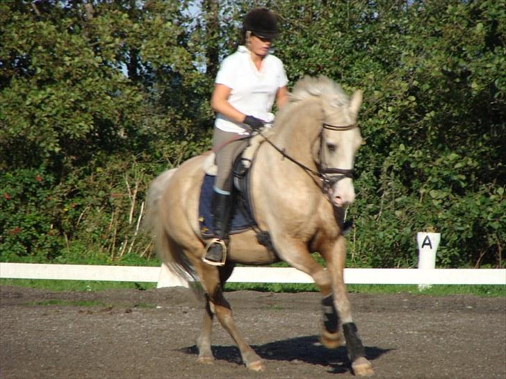 Palomino Valdemar af Lillevang *** SOLGT*** billede 2