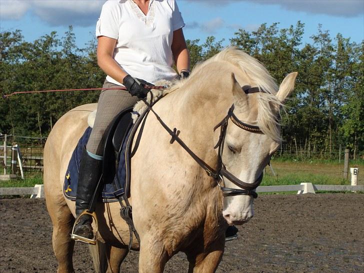 Palomino Valdemar af Lillevang *** SOLGT*** billede 3