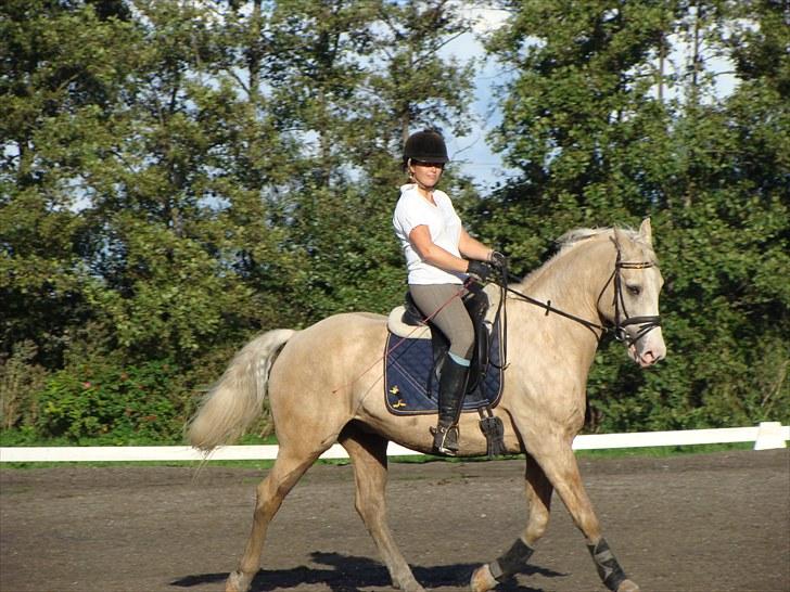 Palomino Valdemar af Lillevang *** SOLGT*** billede 4