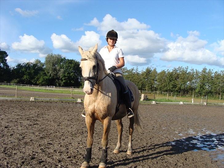 Palomino Valdemar af Lillevang *** SOLGT*** billede 5