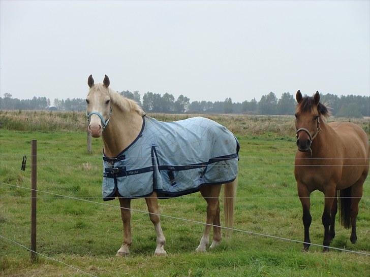 Palomino Valdemar af Lillevang *** SOLGT*** - På fold med Freja billede 9