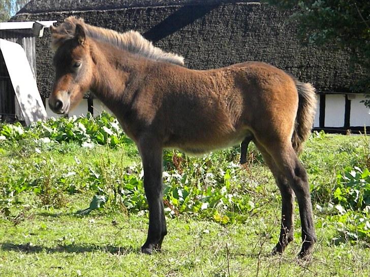 Islænder Prímus fra Toftdal - 16.09.2010 Han vokser SÅ stærkt billede 16