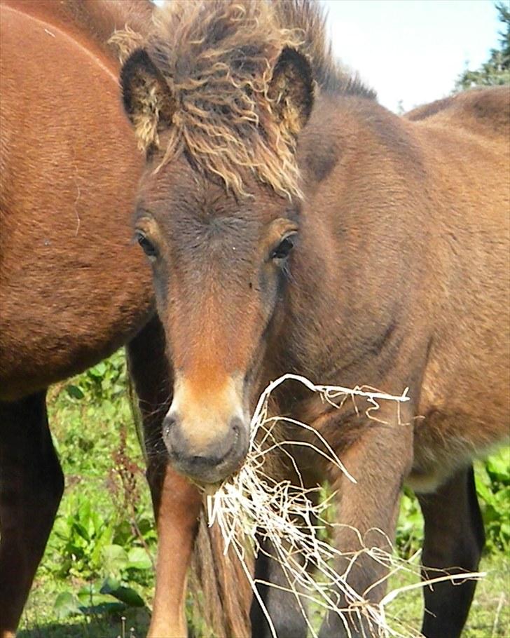 Islænder Prímus fra Toftdal - 16.09.2010 billede 17