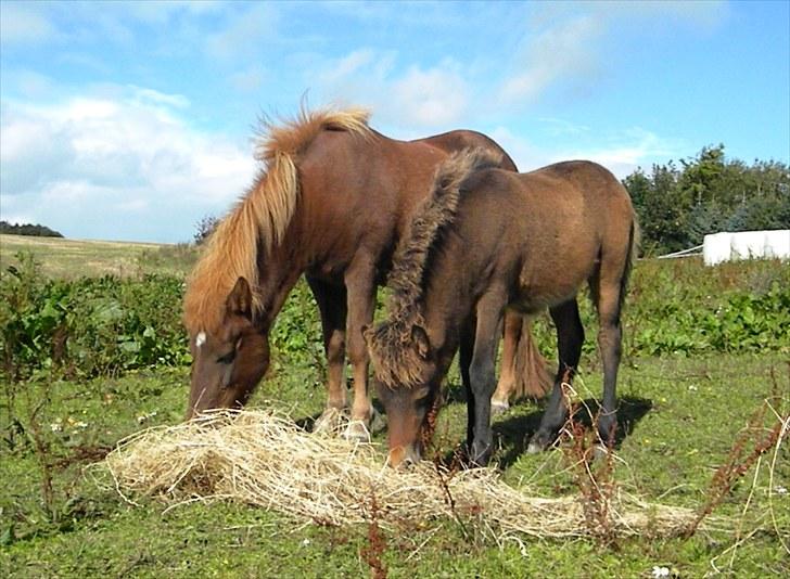 Islænder Prímus fra Toftdal - 16.09.2010 spiser wrap med sin mor billede 18