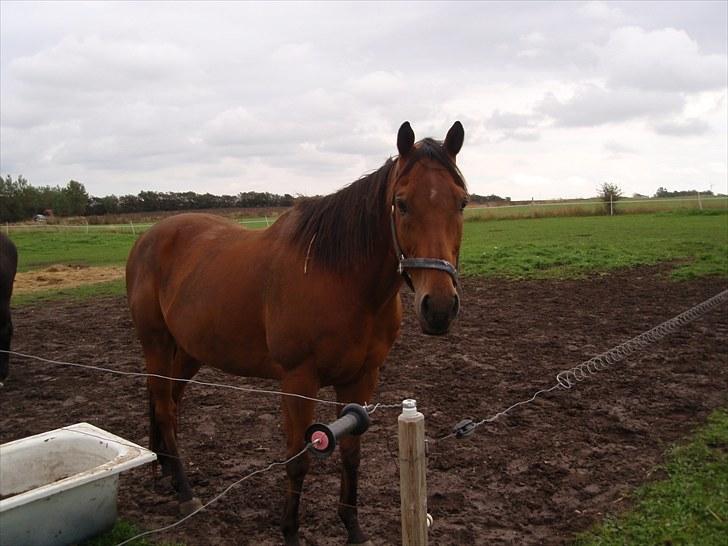 Anden særlig race Bruno "Giraffen" billede 1