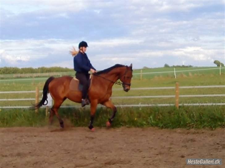 Anden særlig race Bruno "Giraffen" billede 2
