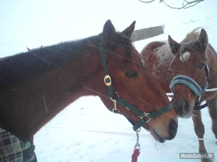 Anden særlig race Bruno "Giraffen" billede 6