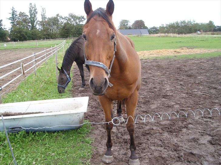 Anden særlig race Bruno "Giraffen" billede 10