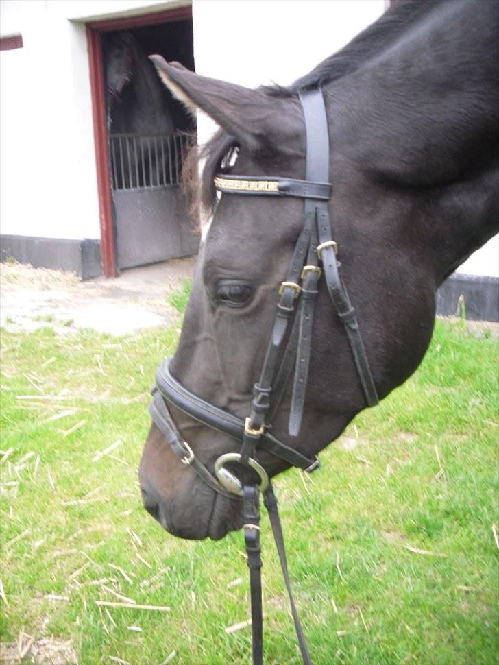 Trakehner Korlina  - Korlinas kønne hovede. billede 6