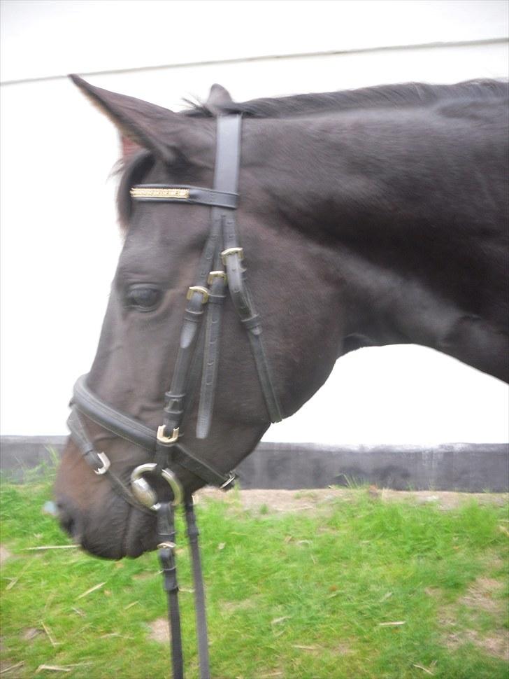 Trakehner Korlina  - Korlina <3 billede 7