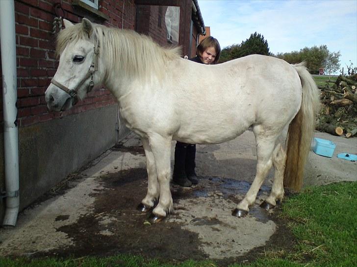 Welsh Pony af Cob-type (sec C) mille  billede 15