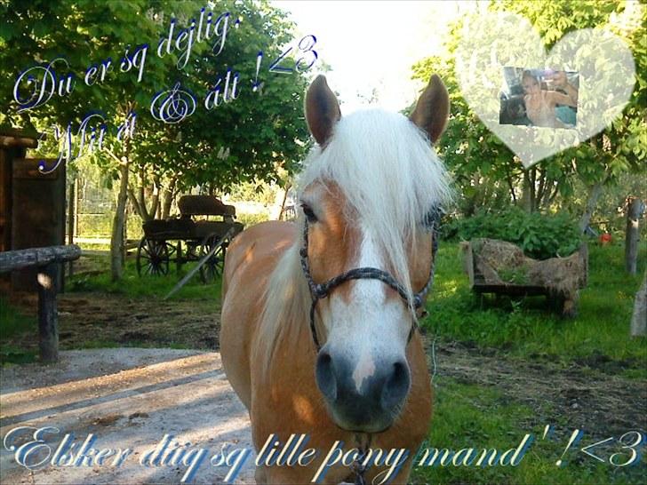 Haflinger Archi <3 -  jeg elsker sq den pony overalt på vo hellige jord!!!!<3 billede 14