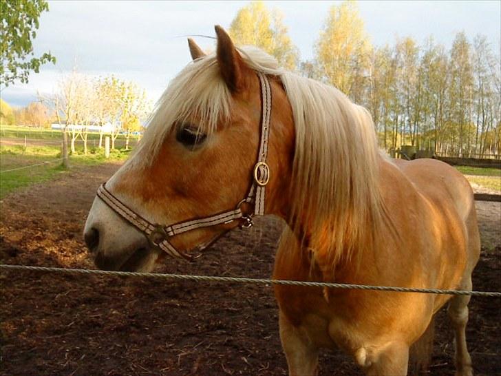 Haflinger Archi <3 - Årh så smuk han er når solen skinner på ham igemmen træerne^^ :D <3 billede 15