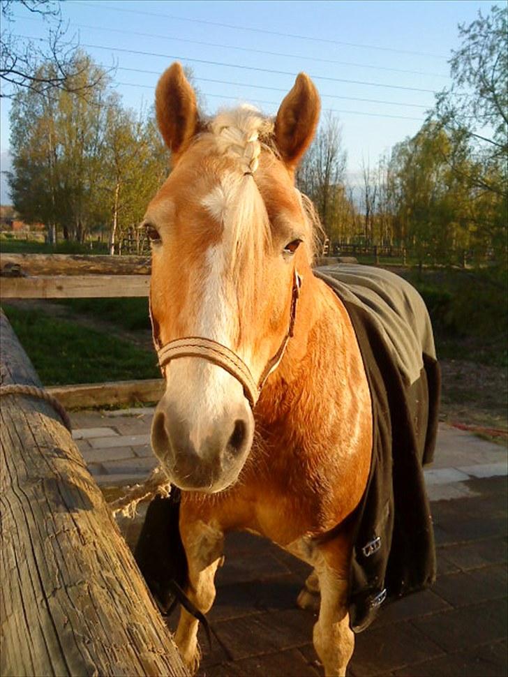 Haflinger Archi <3 - så smukt flettede han er !<3 billede 16