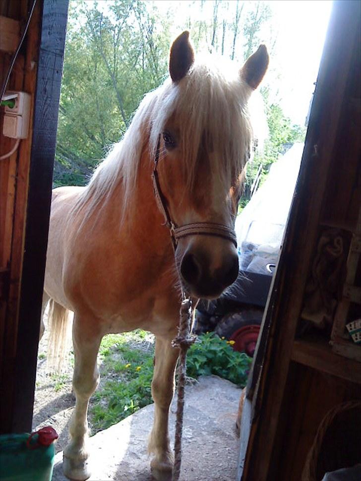 Haflinger Archi <3 - Haha jeg skulle ind efter godbider og han følger med ,  men vidste ik han ville gå ind a døren haha!!!!!<3 billede 17
