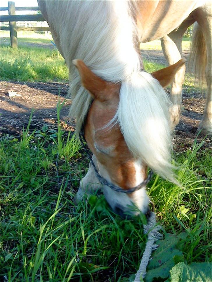 Haflinger Archi <3 - Æder lige lidt græs :D billede 18
