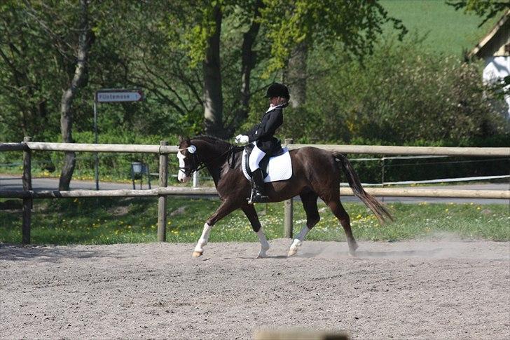 Welsh Pony (sec B) Brookwater Paramount - Til klubmesterskab billede 2