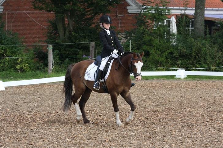 Welsh Pony (sec B) Brookwater Paramount - 1. stævne billede 4