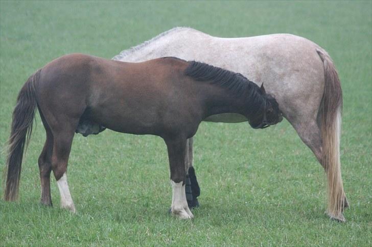 Welsh Pony (sec B) Brookwater Paramount - Hmmm billede 5