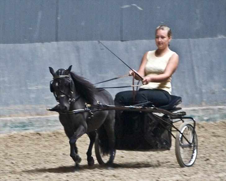Amerikansk Miniature Candyland Southern Secret - Show på Vilhelmsborg - Foto: K-pictures billede 11