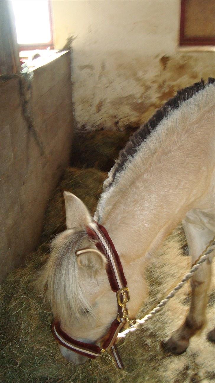 Fjordhest Beauty Granly billede 2