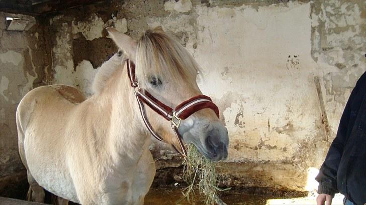 Fjordhest Beauty Granly billede 3