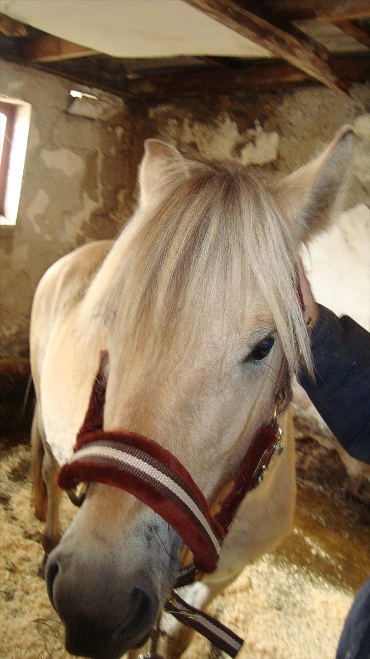 Fjordhest Beauty Granly billede 4