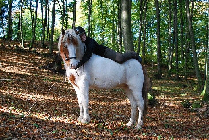 Islænder Faxi fra Miklagård - Faxi og jeg <3 Vi hygger os altid sammen. D. 10. oktober 2010 billede 1