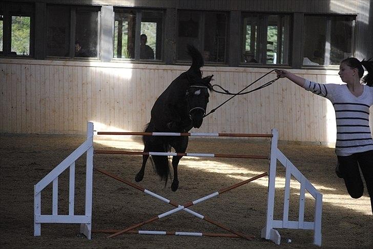 Amerikansk Miniature Candyland Southern Secret - Ja, min lille dreng kan sørme også springe :) Her ses Jette over et spring på 90 (eller 95?)cm. vi fik en 2. plads i højdespring. Foto: Tanja Karstensen billede 12