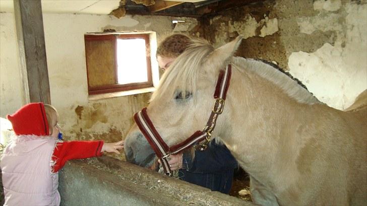 Fjordhest Beauty Granly billede 5