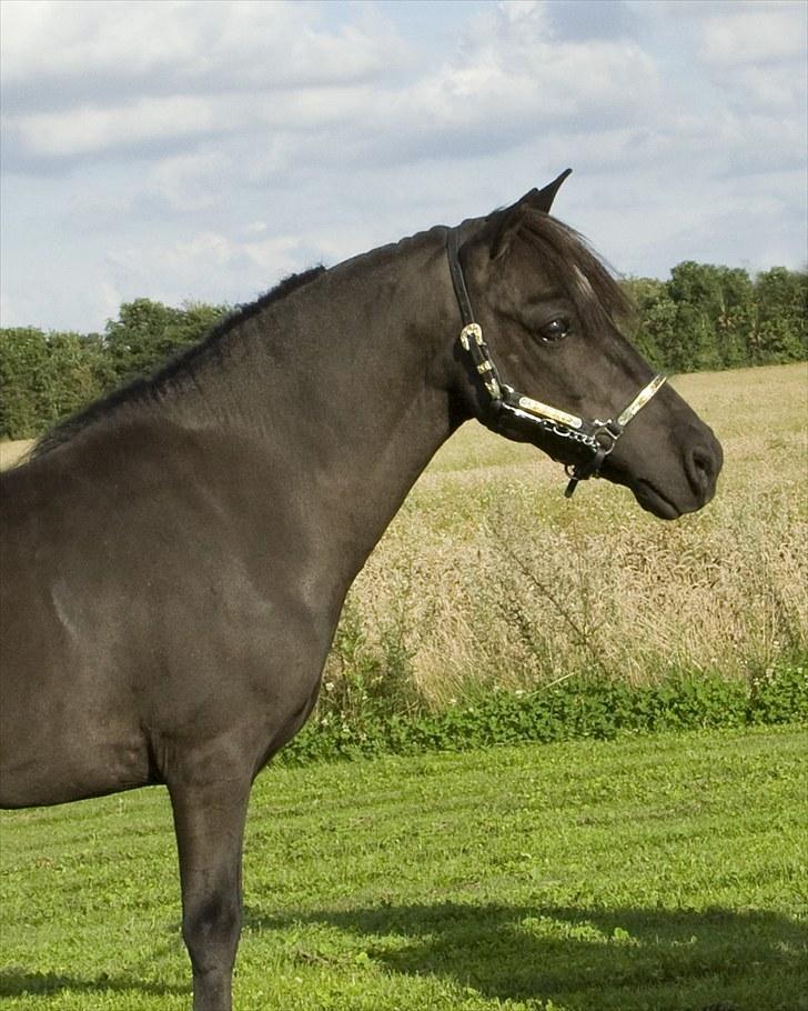 Amerikansk Miniature Candyland Southern Secret - Sådan ser Jette ud uden en vogn forand sig :-D flotte mand. Foto: K-pictures billede 13