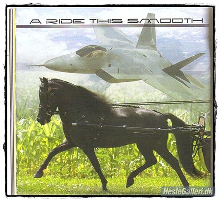 Amerikansk Miniature Candyland Southern Secret - Jet i USA. Derfor bliver han kaldt Jet (-; billede 14