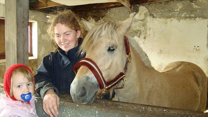 Fjordhest Beauty Granly billede 6