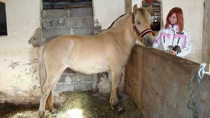 Fjordhest Beauty Granly billede 7