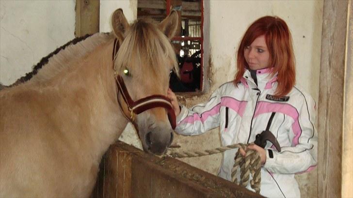 Fjordhest Beauty Granly billede 8