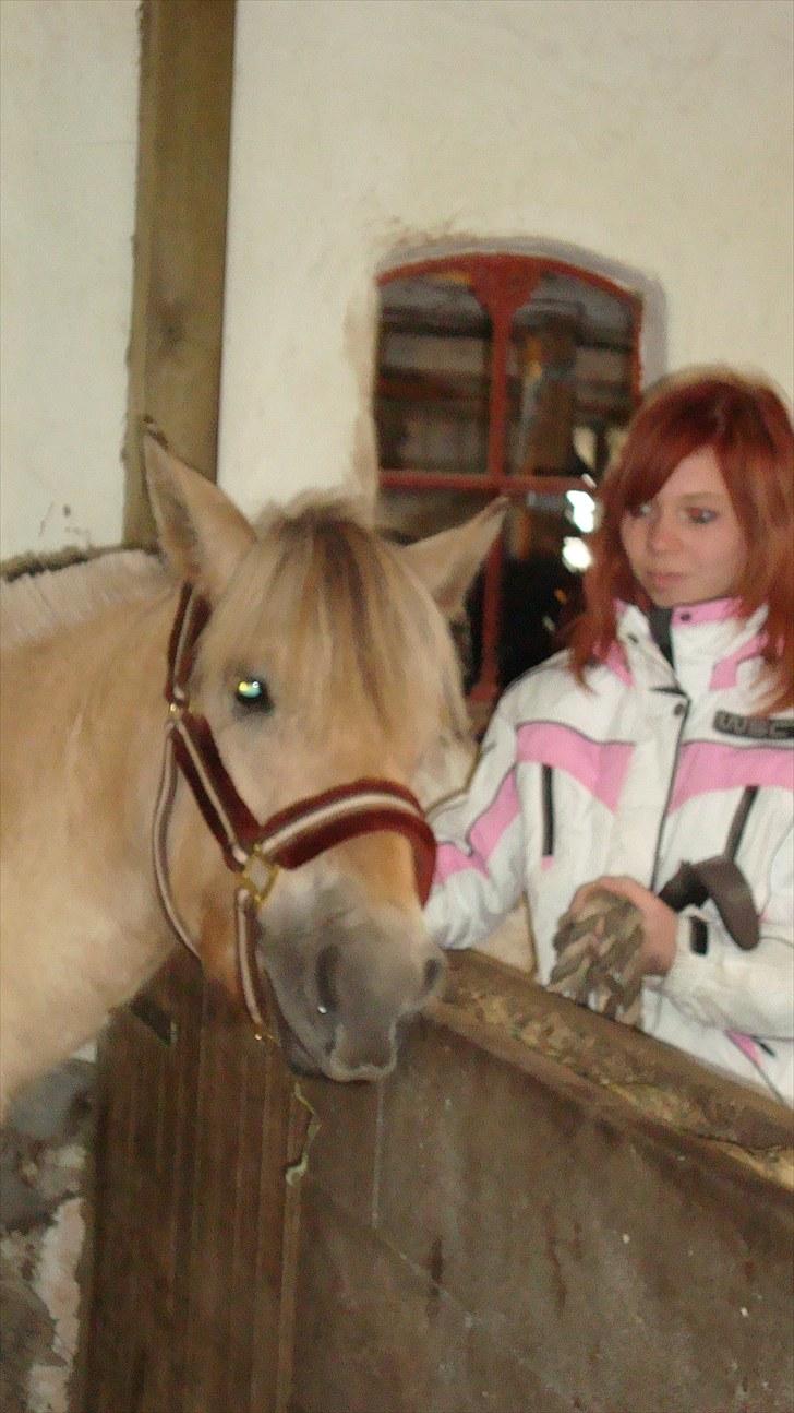 Fjordhest Beauty Granly billede 9